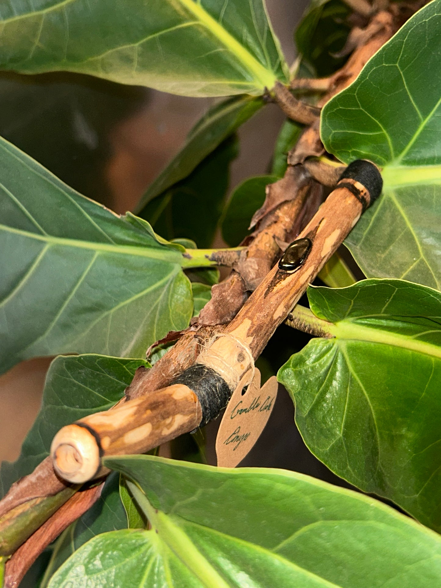 Gamble Oak Tepi with Onyx