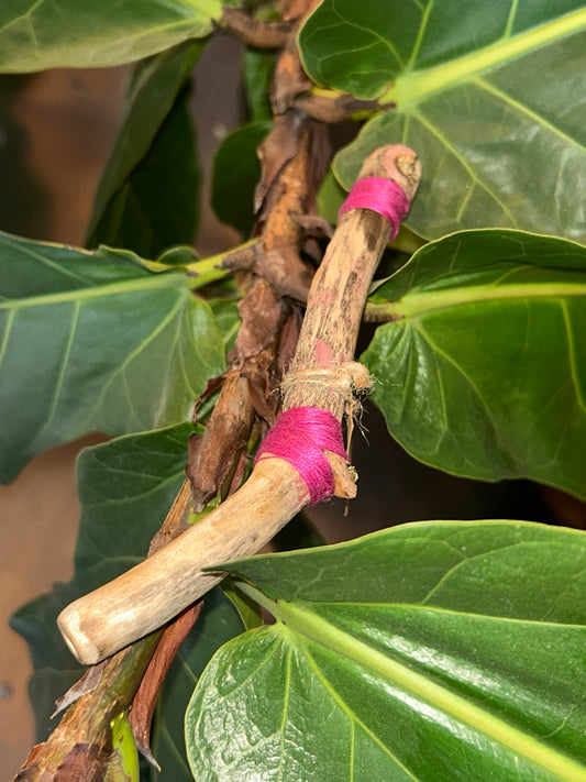 Manitou Manzanita Wood Tepi with Bismuth