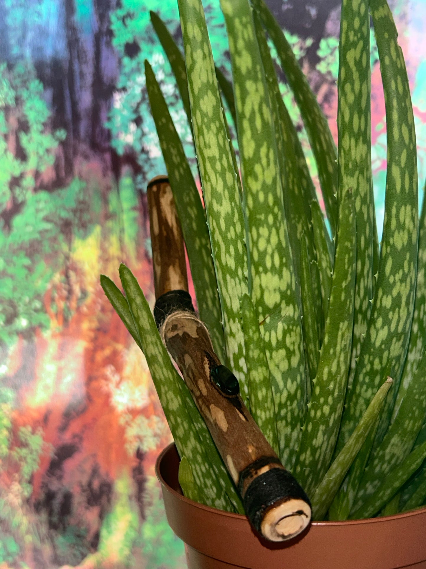 Gamble Oak Tepi with Onyx