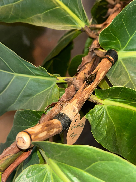 Gamble Oak Tepi with Onyx