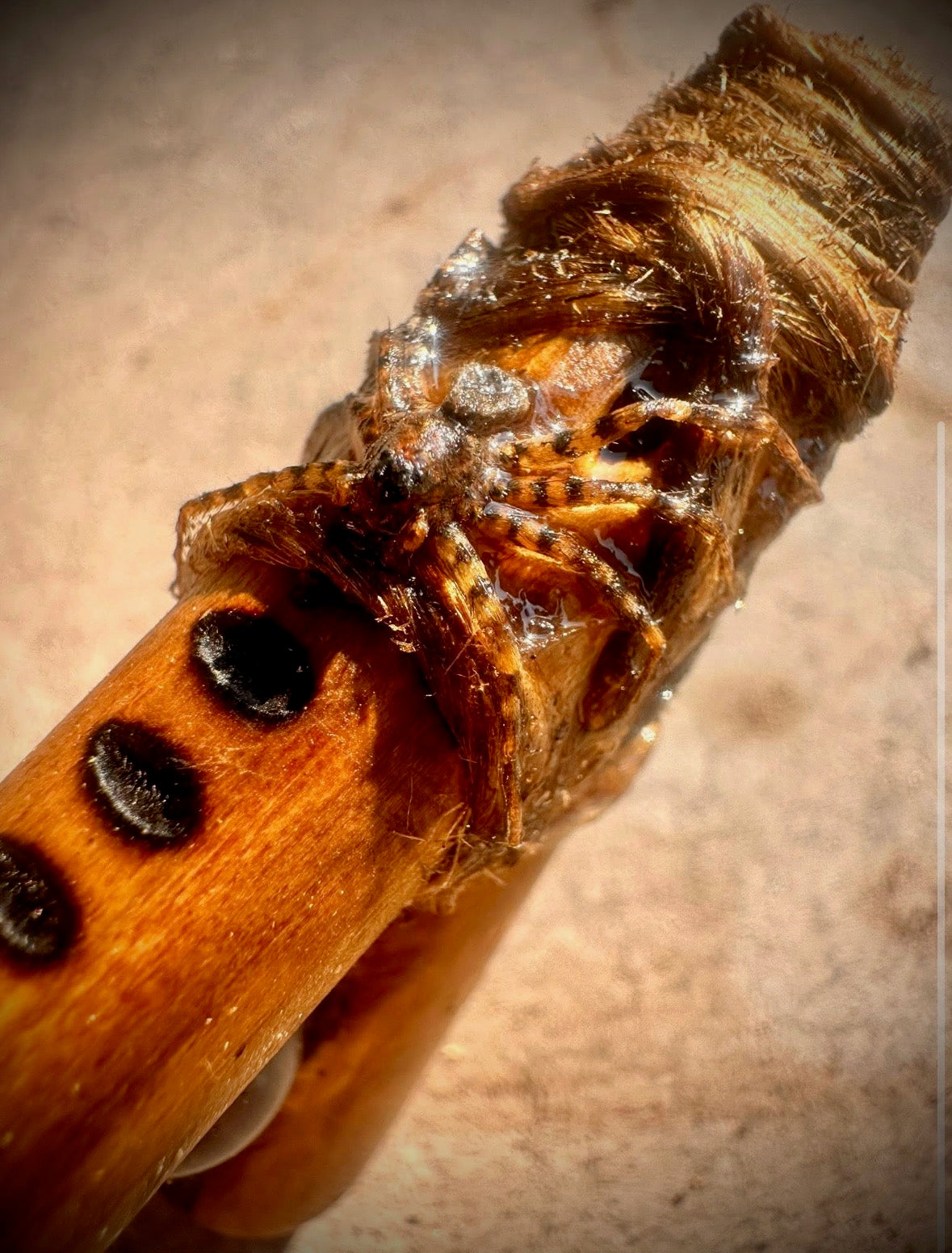 Wolf Spider & Amethyst Kuripe with Red Cedar Necklace